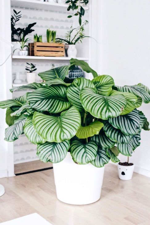 30+ Pretty Indoor Plants Design For Your Interior Home -   12 plants Interieur fleurs ideas