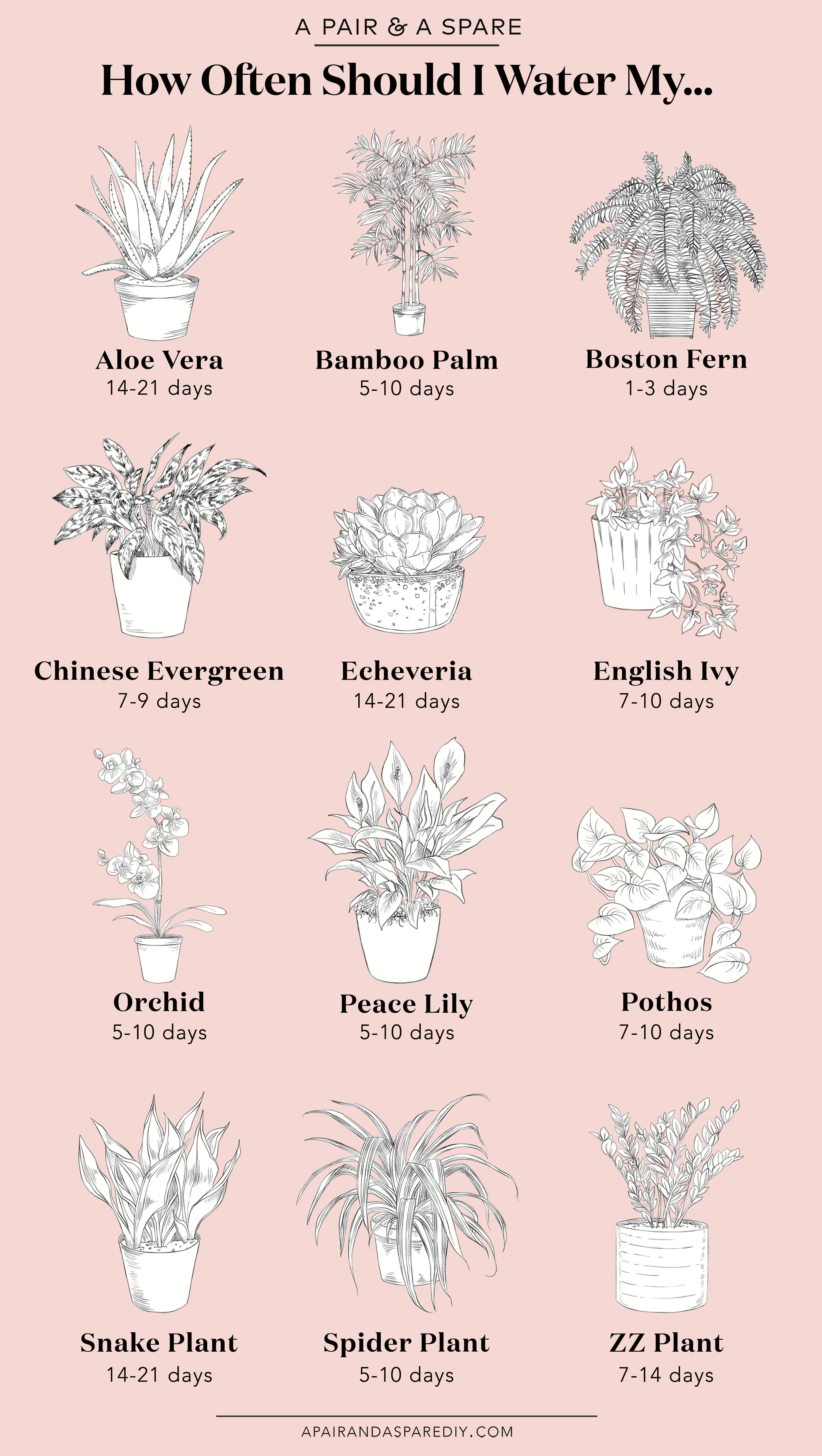 How Often Should I Water My Plants? -   12 plants Interieur fleurs ideas