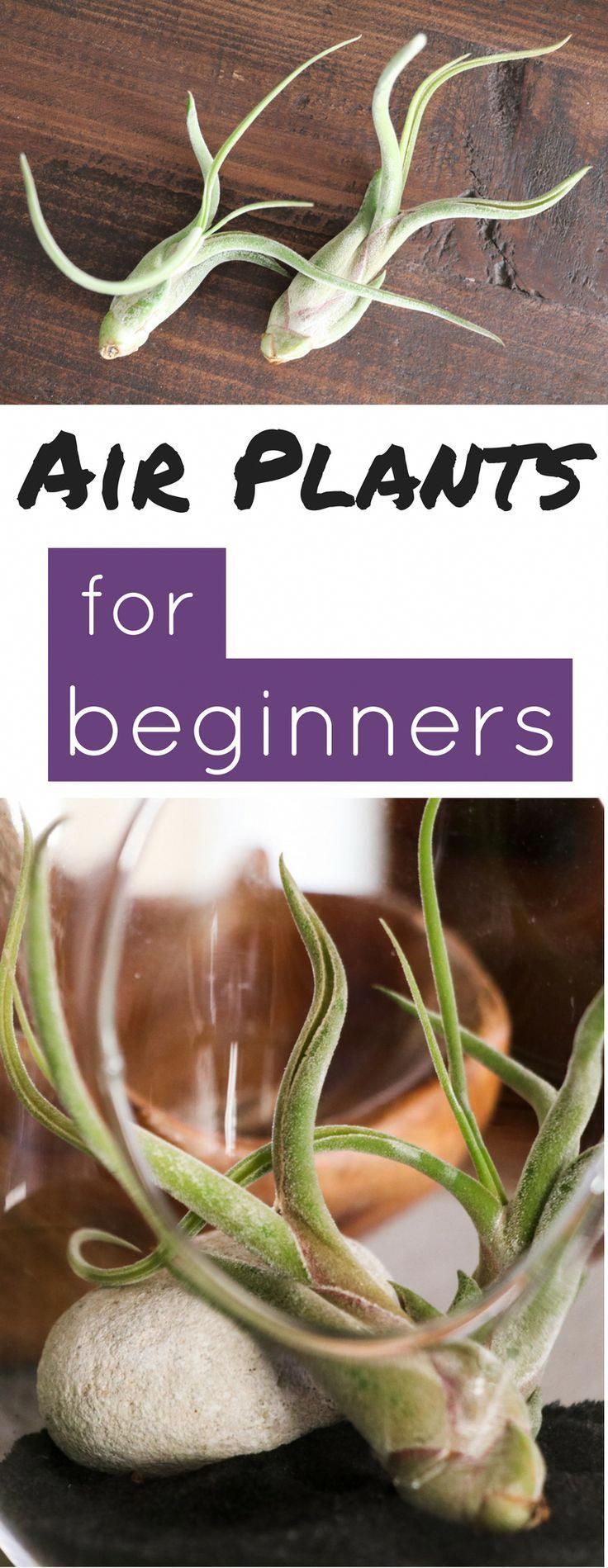 Air Plant 101 -   12 plants Interieur fleurs ideas