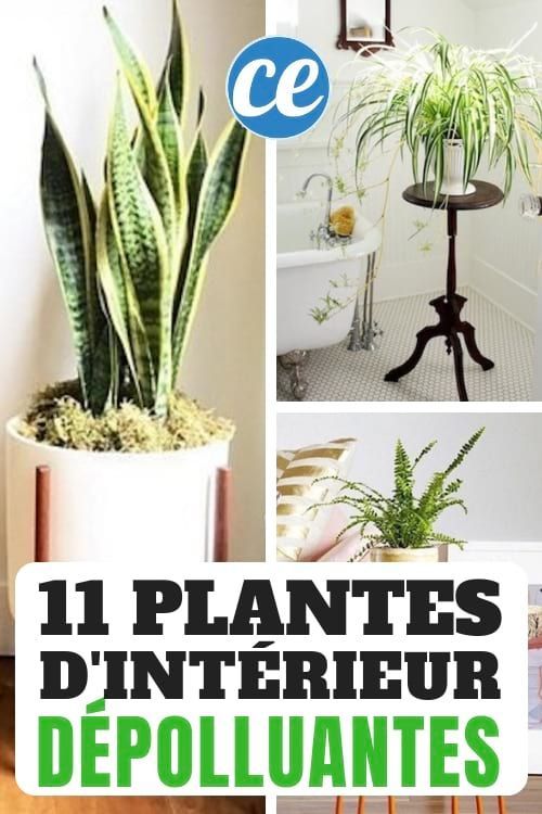 11 Plantes D?polluantes Qui Purifient l'Air de Votre Maison (Sans Entretien). -   12 plants Interieur fleurs ideas