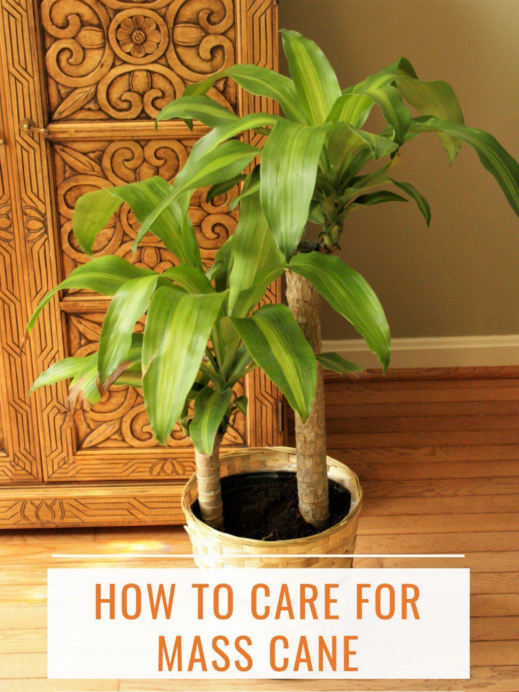 How to Care for Mass Cane (a.k.a. Corn Plant or Dracaena Massangeana) -   14 greenery planting Outdoor ideas