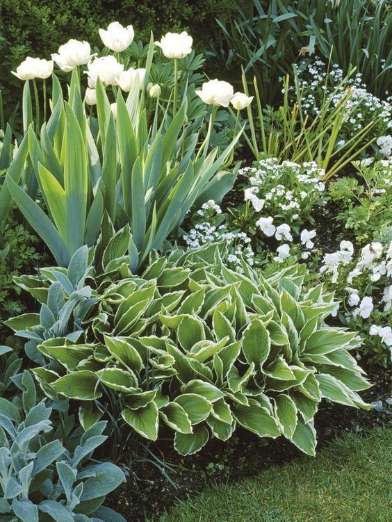 Great Plants for Shade Gardens -   14 greenery planting Outdoor ideas