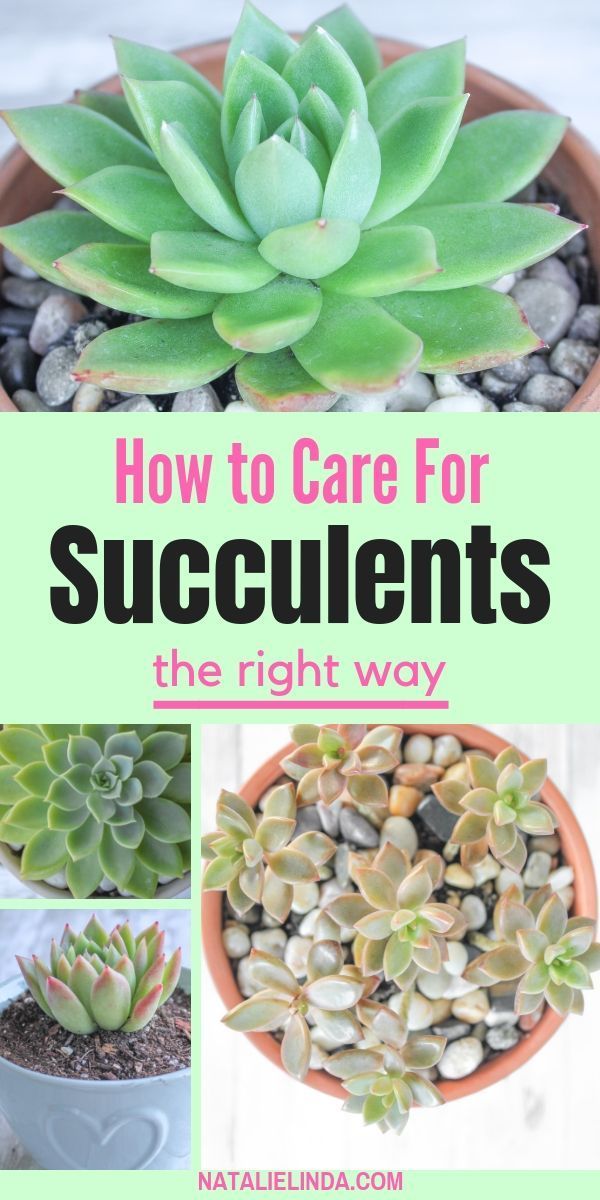 How to Properly Care for Succulents so They Stay Happy and Healthy -   14 greenery planting Outdoor ideas