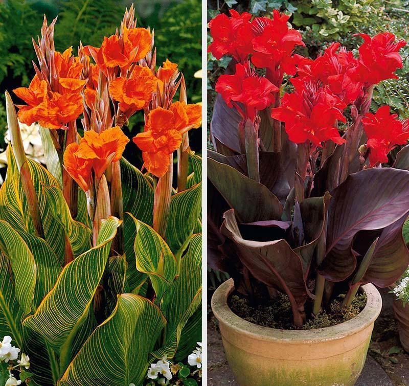 Canna Planting Guide -   14 greenery planting Outdoor ideas