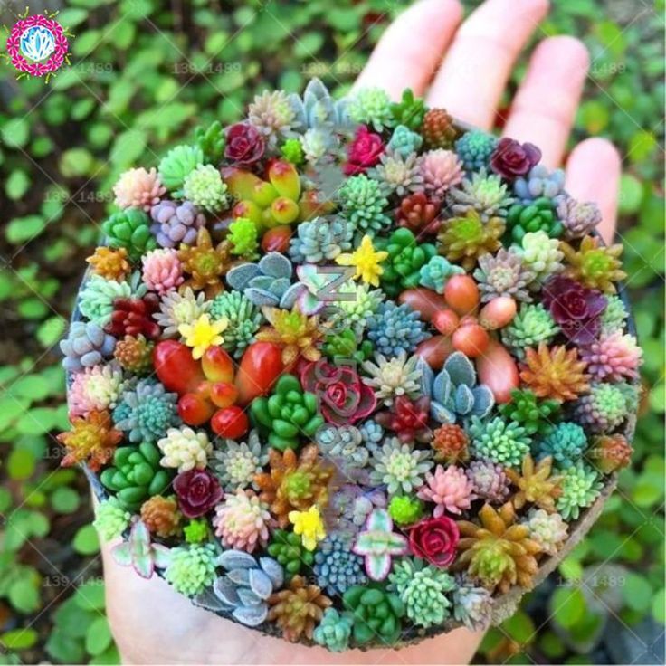 Rainbow Colored Succulent Seeds -   14 planting Room succulents ideas