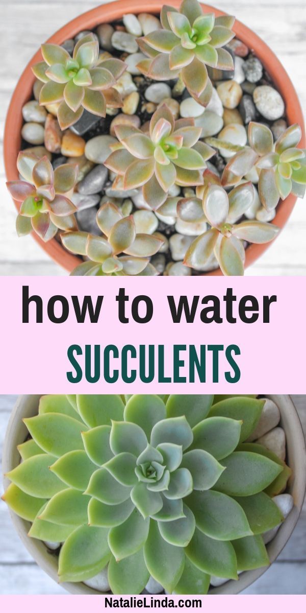 How to Water Succulents - the Right Way -   14 planting Room succulents ideas