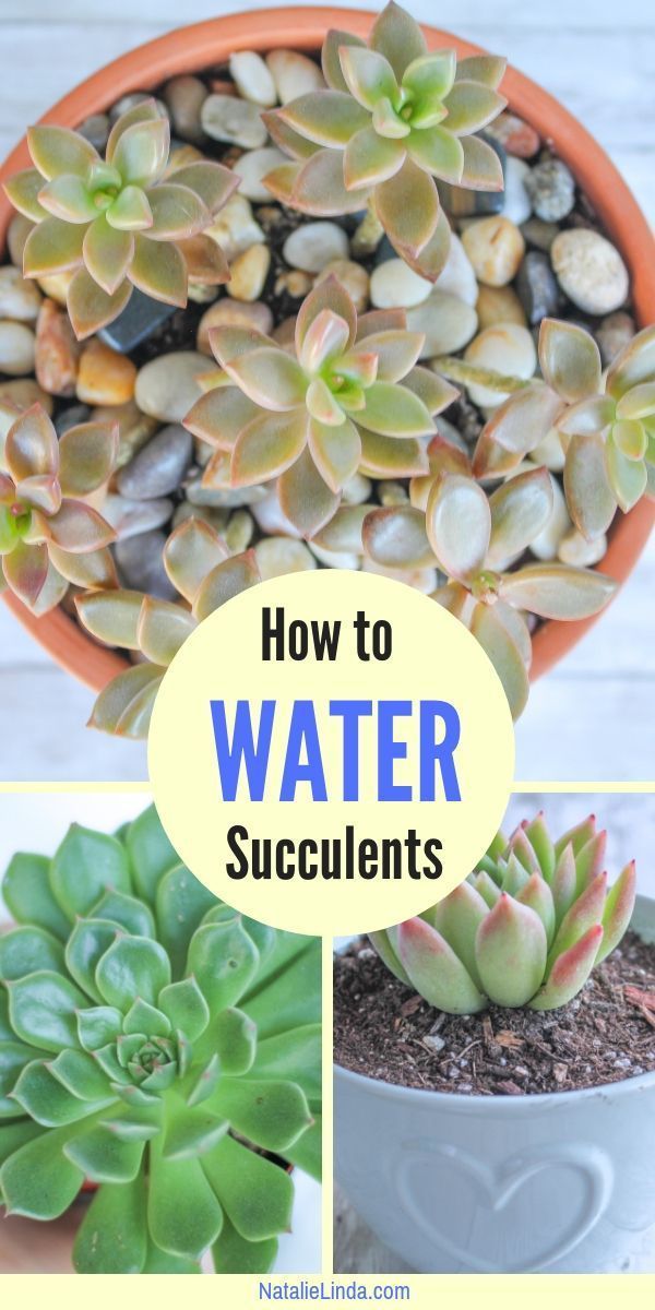 How to Water Succulents - the Right Way -   14 planting Room succulents ideas