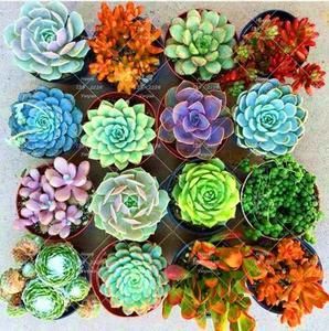 Our Most Popular Jewel Succulent Mix -   14 planting Room succulents ideas