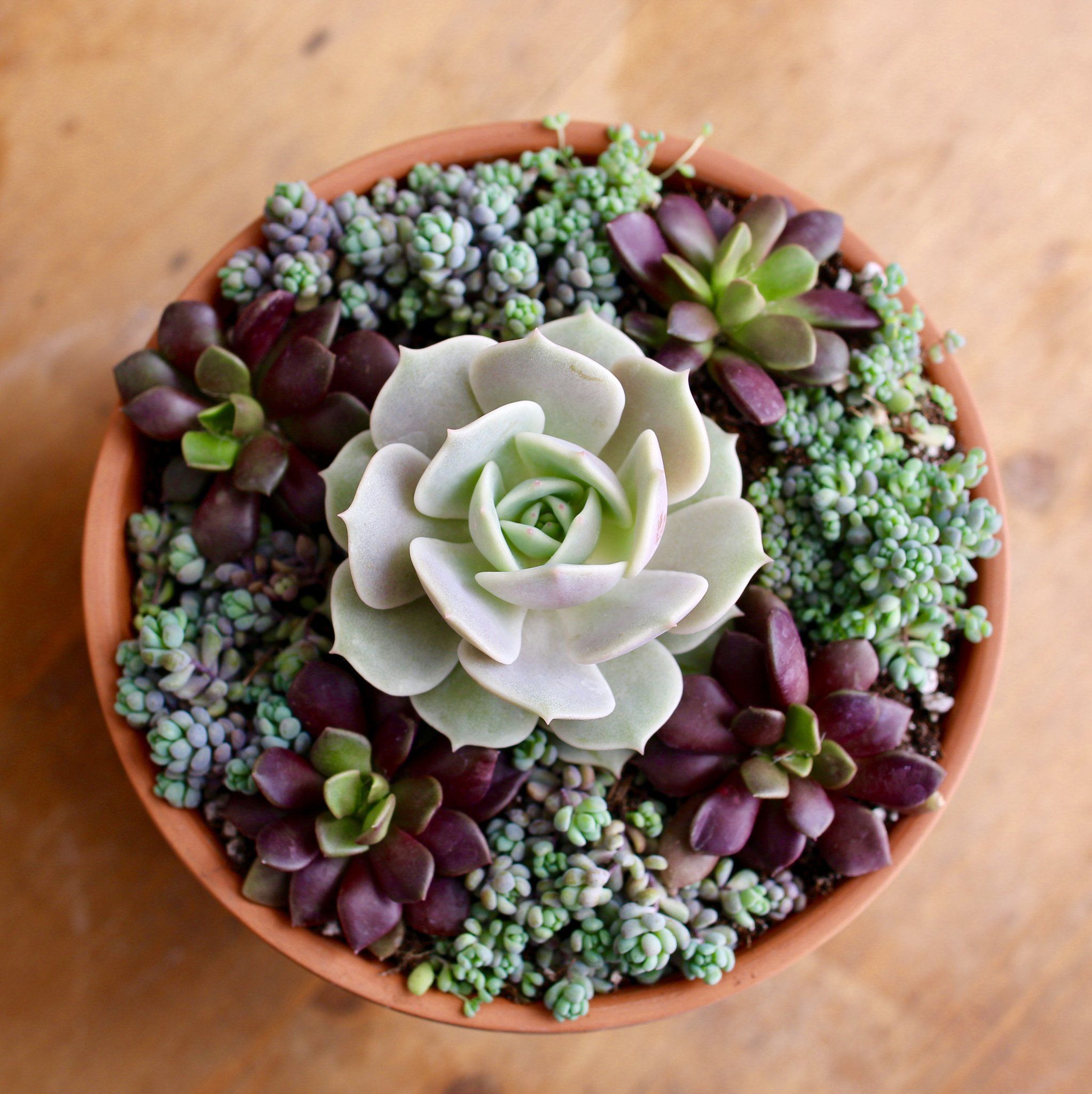 14 planting Room succulents ideas