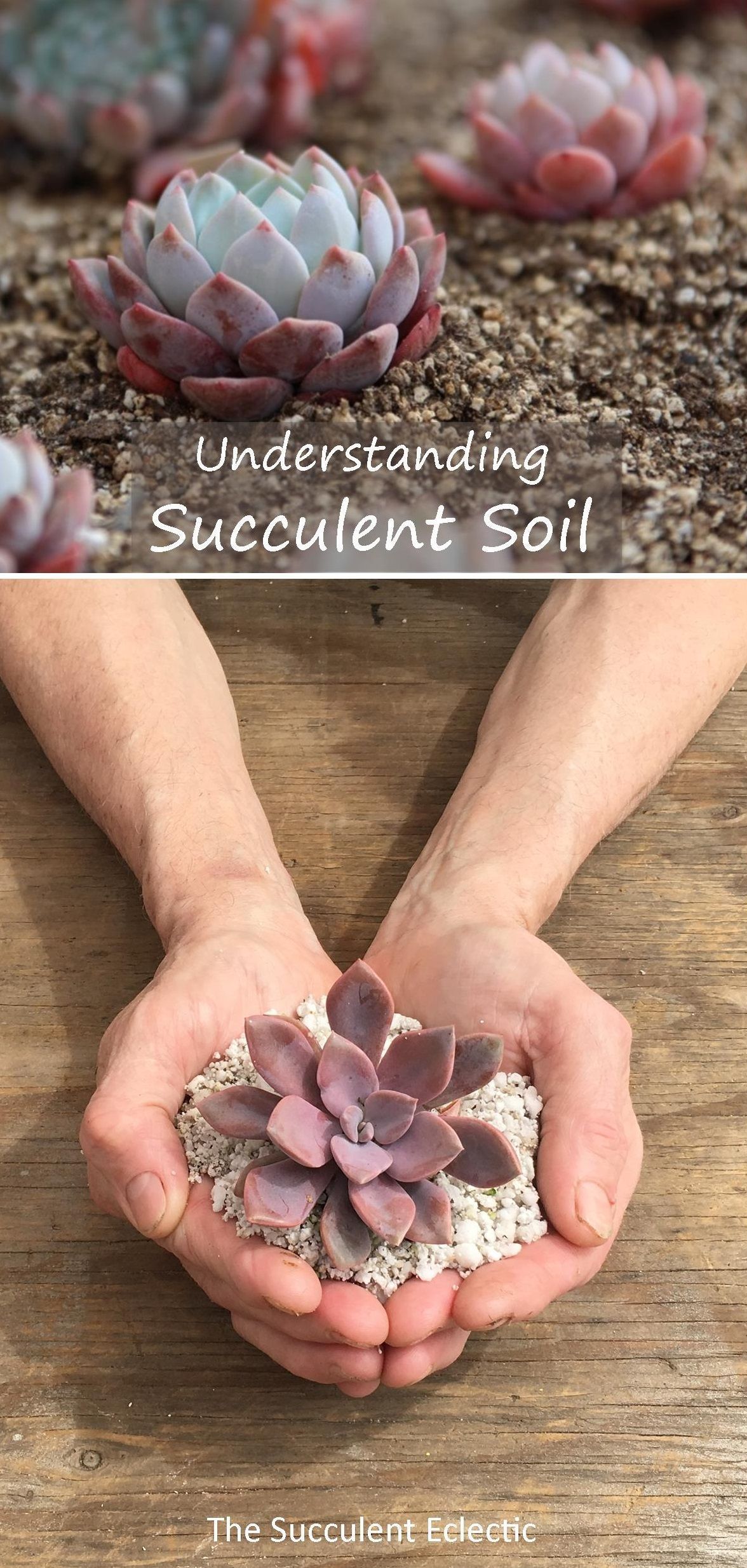 Best Succulent Soil? What Your Succulent Needs -   14 planting Room succulents ideas