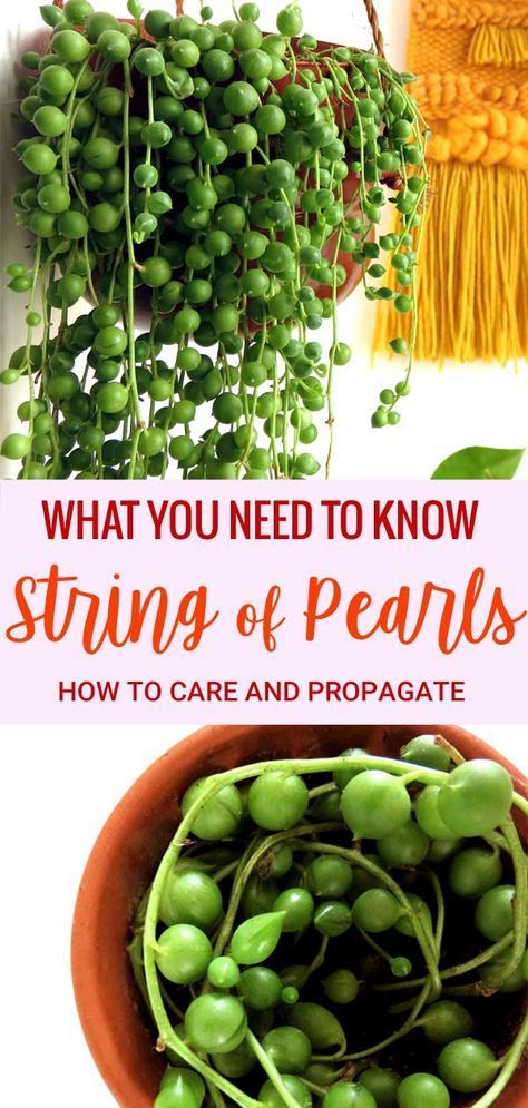 How to Care for and Propagate your String of Pearls Plant -   14 planting Room succulents ideas