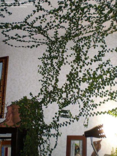60 Marvelous Indoor Vines and Climbing Plants Decorations -   15 indoor plants Tattoo ideas