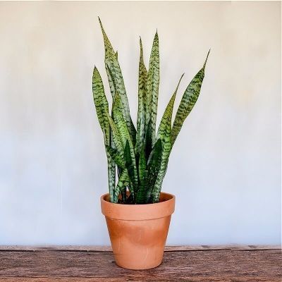 10 Cheap & Low Maintenance Indoor Plants You Can Buy On Amazon -   15 indoor plants Tattoo ideas