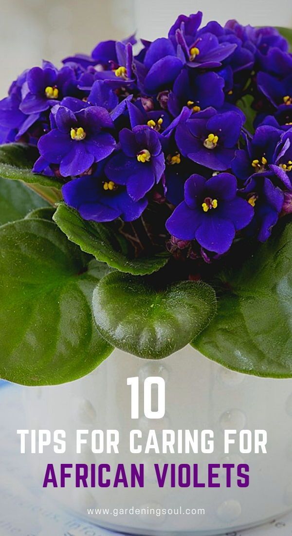 10 Tips for Caring for African Violets -   15 indoor plants Tattoo ideas