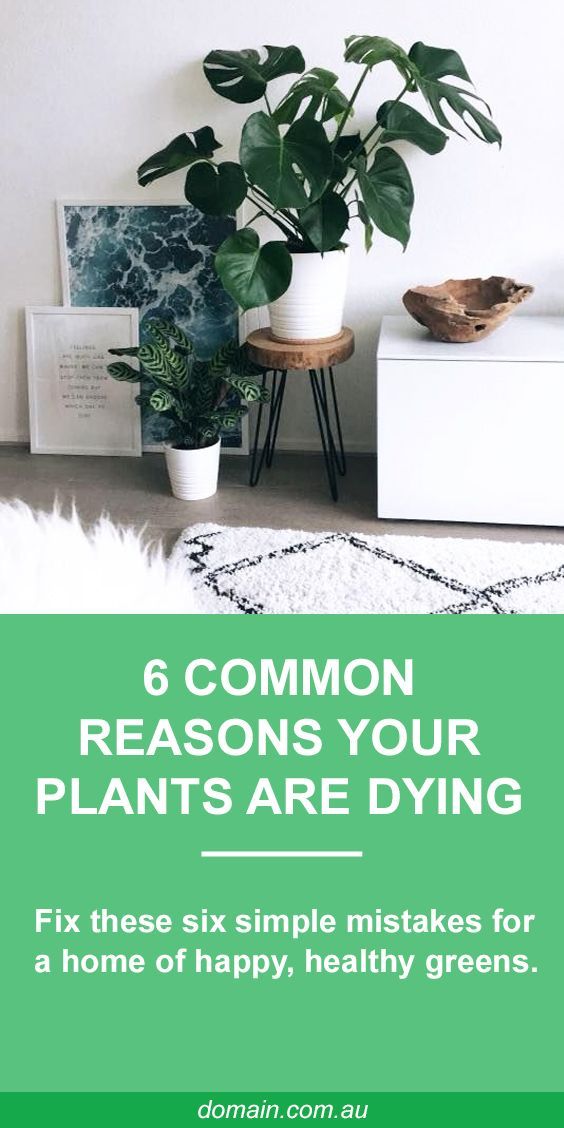 Fellow plant killers, here are 6 reasons your indoor plants are dying -   15 indoor plants Tattoo ideas