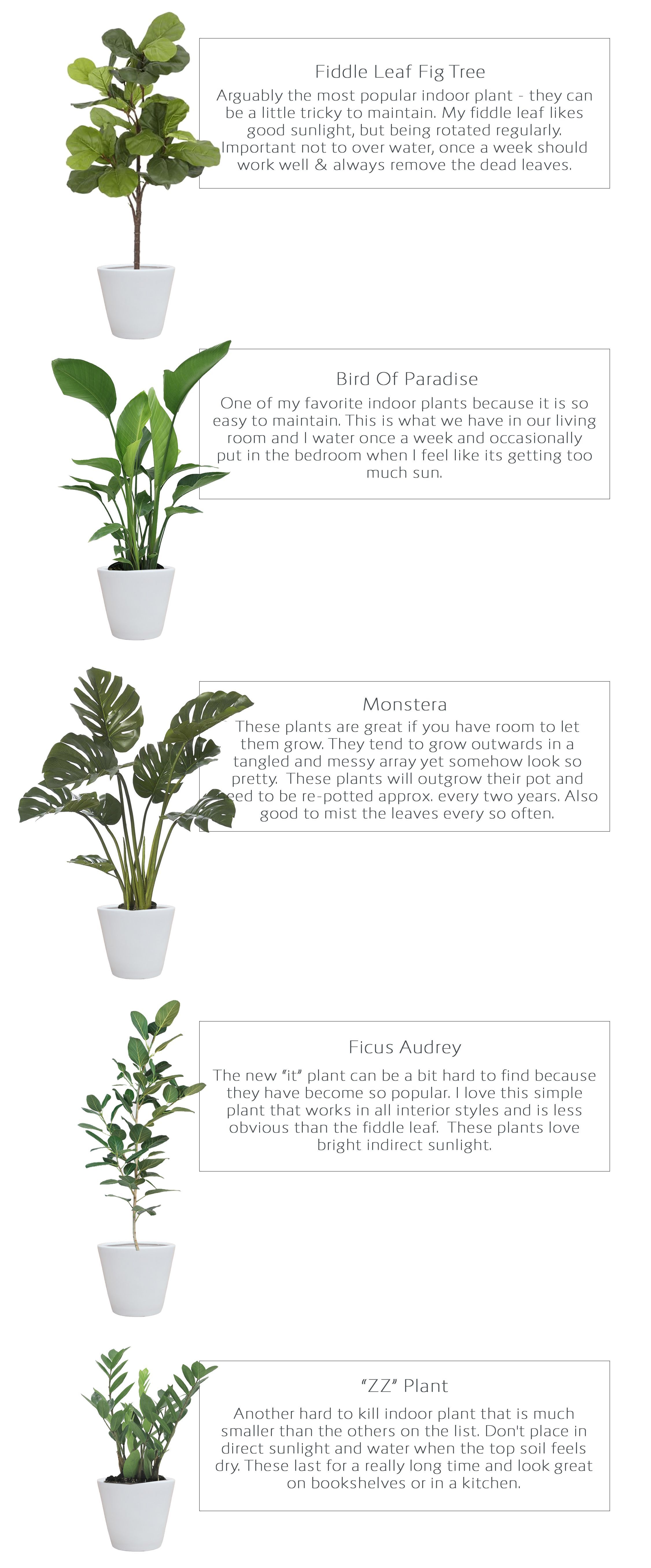 Favorite Indoor Plants -   15 indoor plants Tattoo ideas