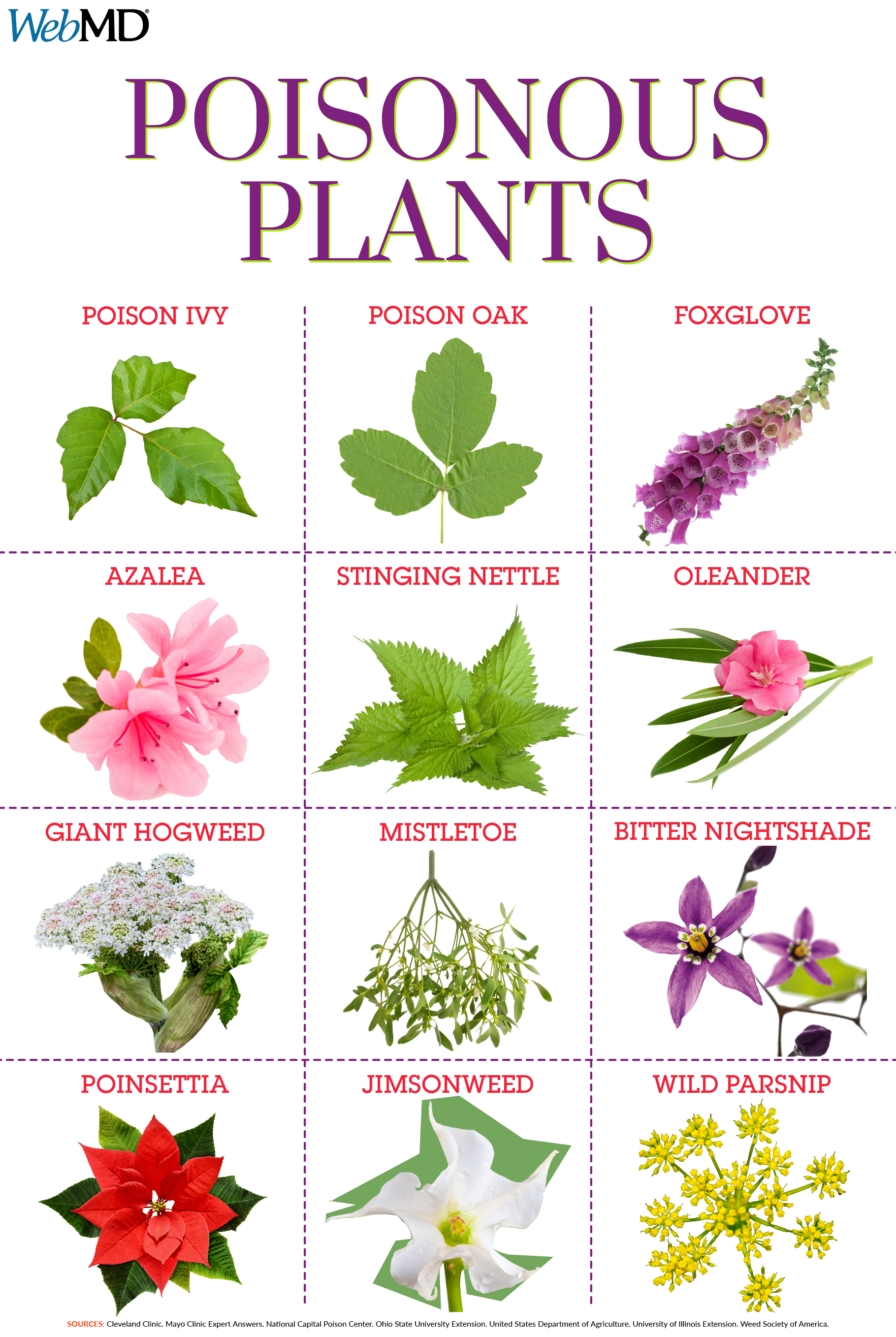 Slideshow: Guide to Poisonous Plants -   15 ivy planting Art ideas
