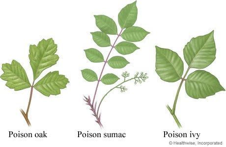 Botany & Identifying Wild Plants Correctly -   15 ivy planting Art ideas