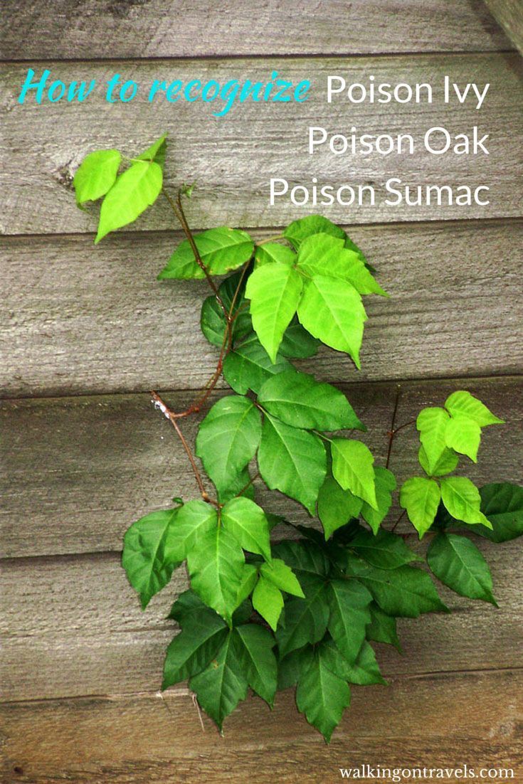Recognizing Poison Ivy, Poison Oak and Poison Sumac -   15 ivy planting Art ideas