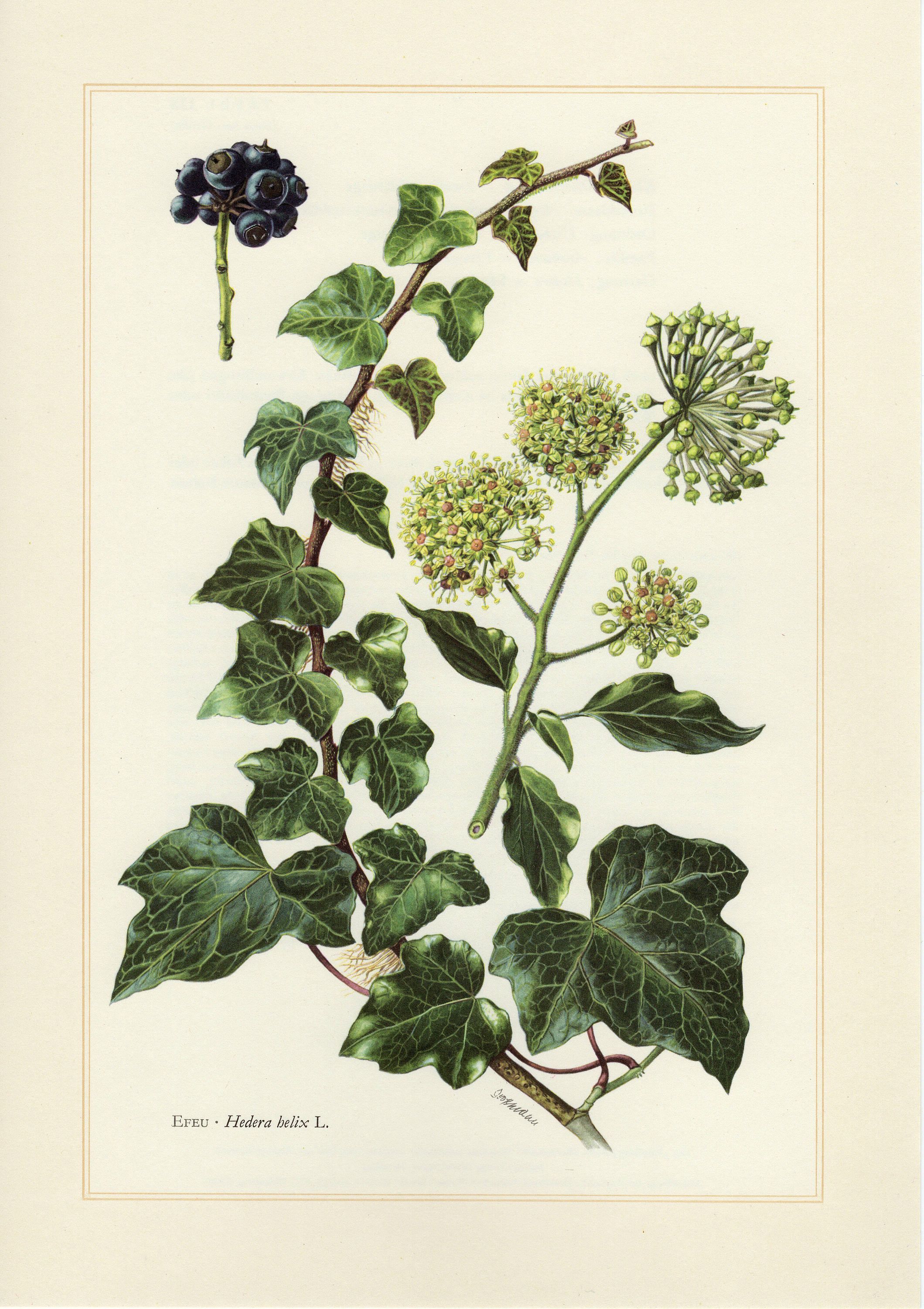 IVY PRINT, English or common ivy vintage lithograph from 1958 -   15 ivy planting Art ideas