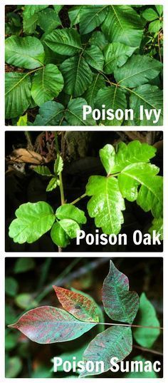 Poison Ivy Prevention - Natural Ways to Treat This Invasive Weed -   15 ivy planting Art ideas