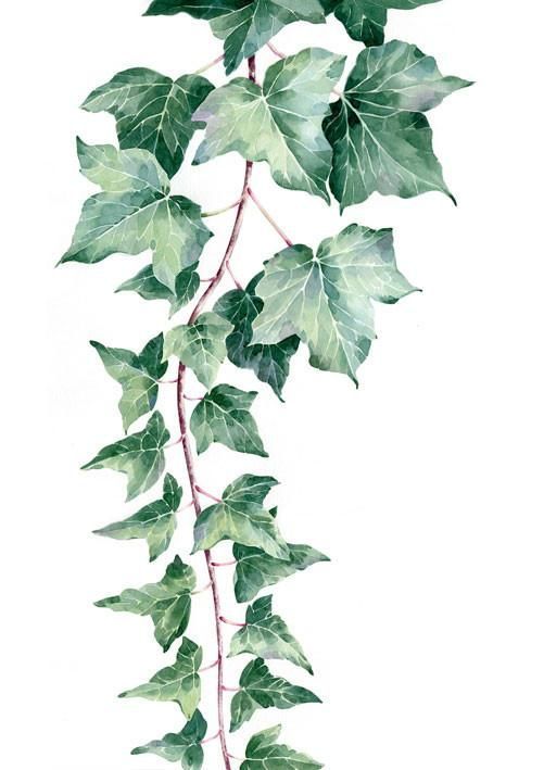 Stefan Gevers - Garden Ivy -   15 ivy planting Art ideas