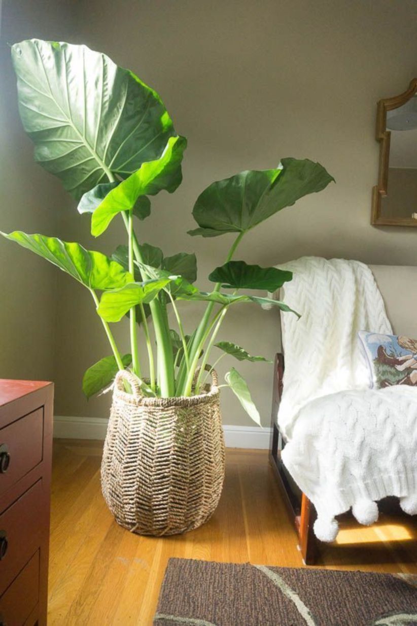 40 Stunning Indoor Plants Decor Ideas For Your Apartment -   15 planting decor ideas