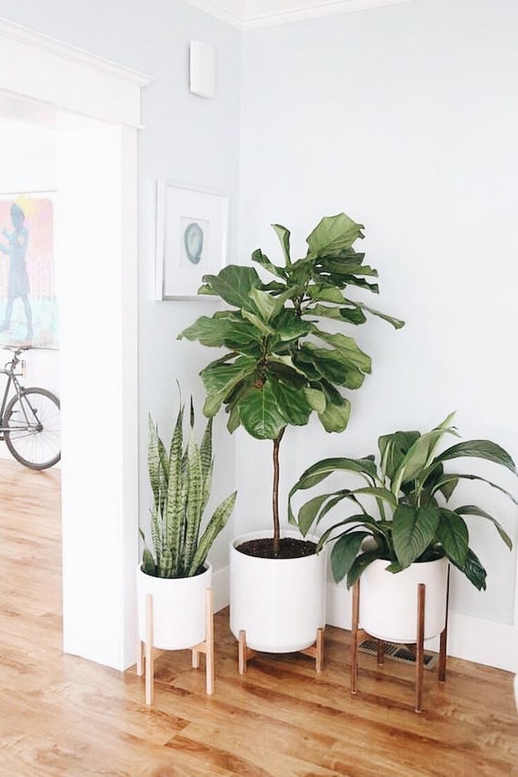 The 15 best indoor plants for minimalist homes -   15 planting decor ideas