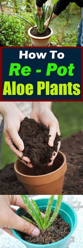 How to Re-Pot Aloe Plants -   15 planting decor ideas
