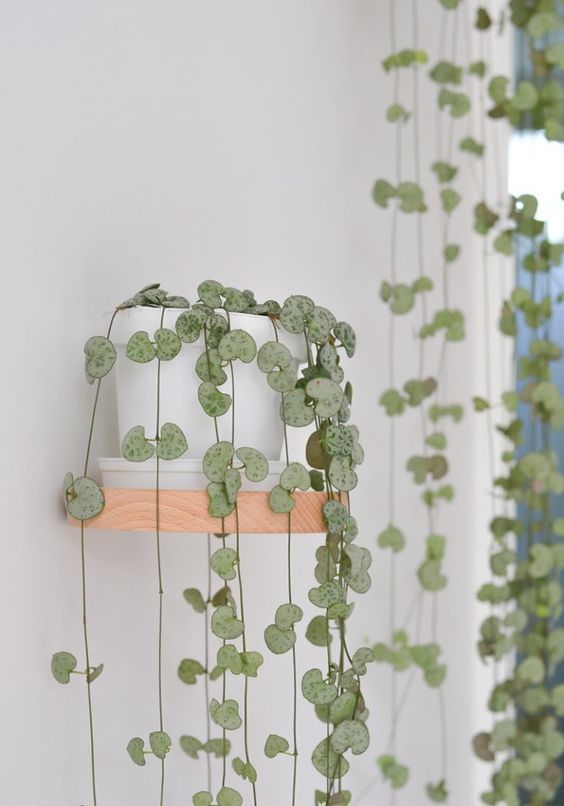 15+ Beautiful Hanging Plants Ideas -   15 planting decor ideas