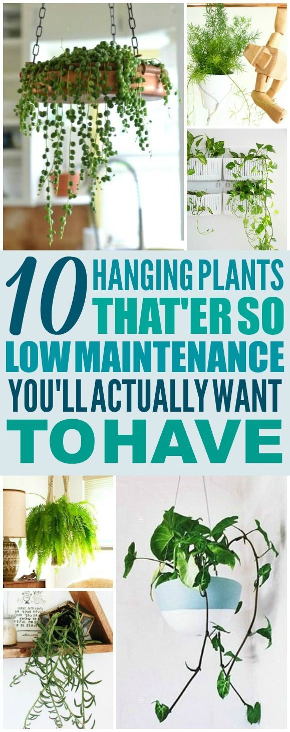 10 Hard to Kill Hanging Plants That'll Make Your Home Look Amazing -   15 planting decor ideas