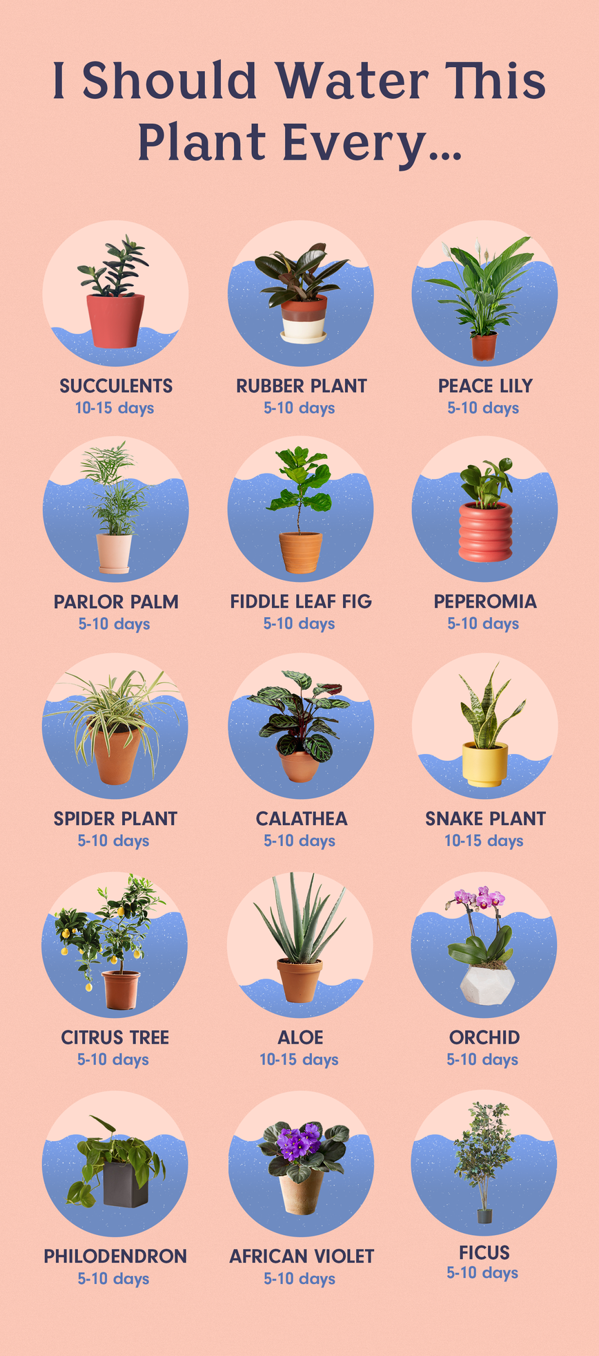 How to Water the 15 Most Popular Houseplants -   16 cute planting Room ideas
