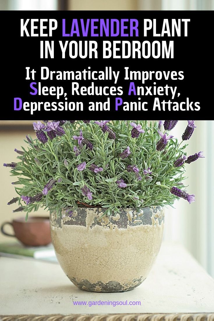Keep Lavender Plant in Your Bedroom: It Dramatically Improves Sleep, Reduces Anxiety, Depression -   16 cute planting Room ideas