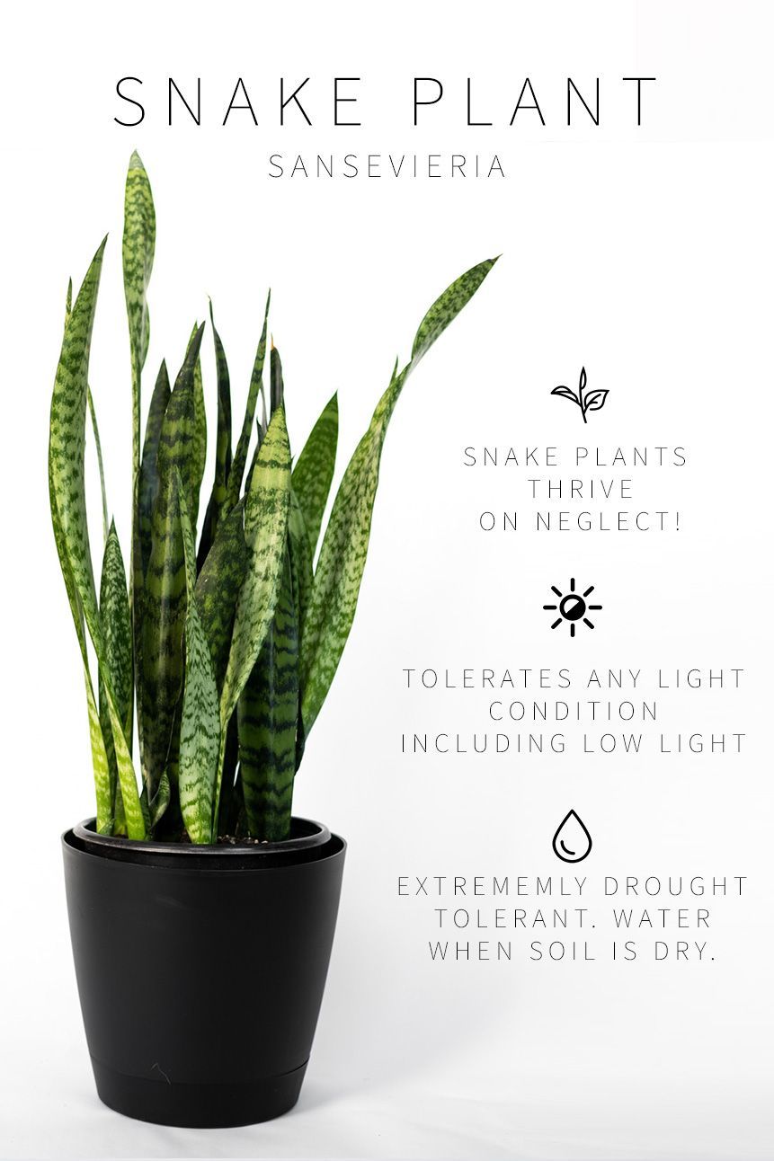 Master List of Low Light Indoor Plants -   16 cute planting Room ideas