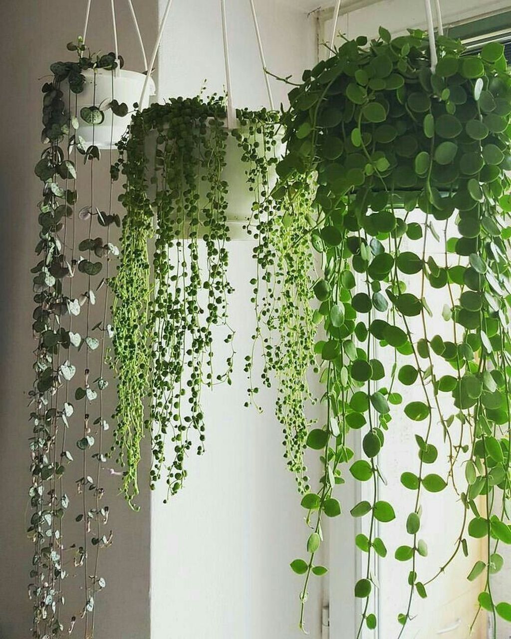 30+ Cozy Hanging Plant Decor Ideas To For Your Garden -   16 cute planting Room ideas