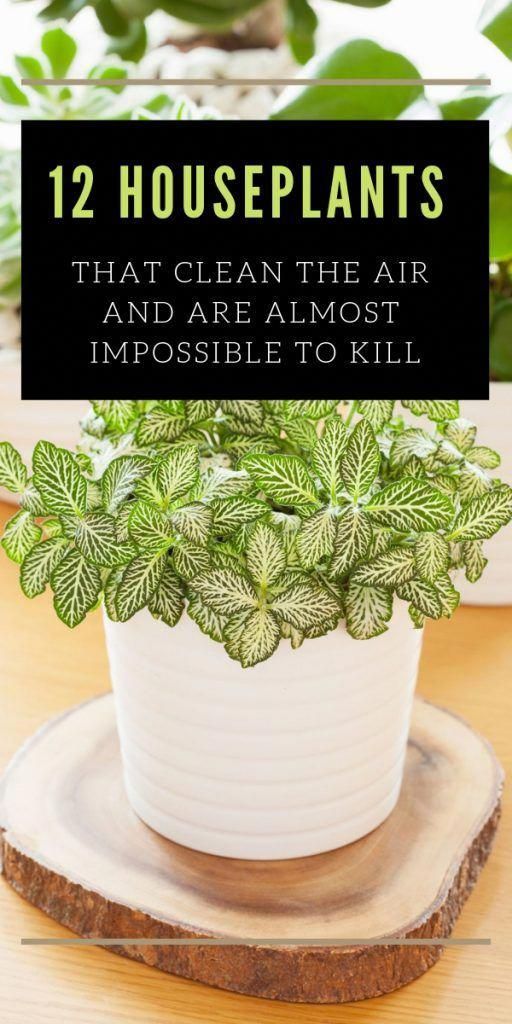 12 Houseplants That Clean The Air And Are Almost Impossible To Kill -   16 cute planting Room ideas
