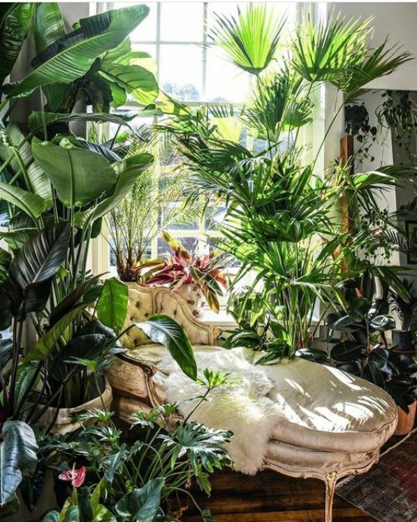 Decor with Plants-DIY Ideas -   16 cute planting Room ideas