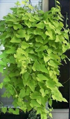 16 planting Interior vines ideas