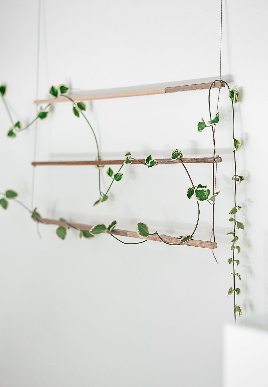 60 Marvelous Indoor Vines and Climbing Plants Decorations -   16 planting Interior vines ideas