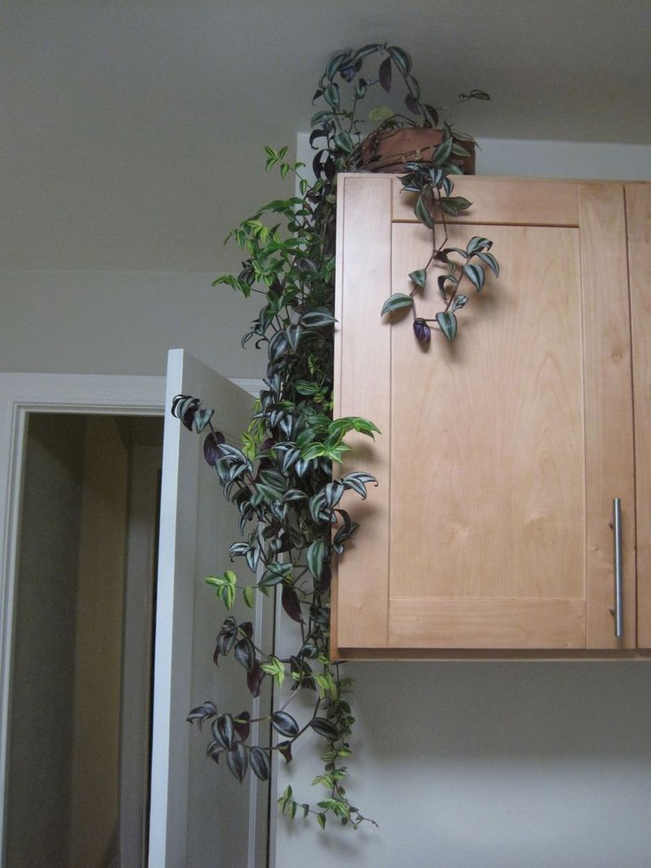 60 Marvelous Indoor Vines and Climbing Plants Decorations -   16 planting Interior vines ideas