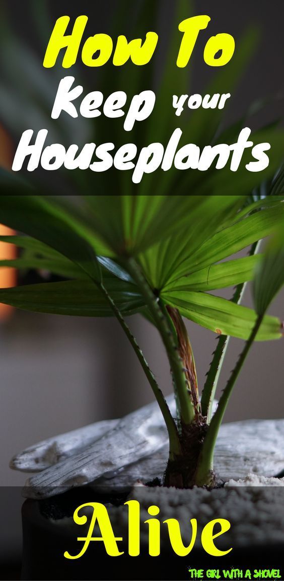 10 Quick Tips to Keep your Indoor Plants Alive -   16 planting Interior vines ideas