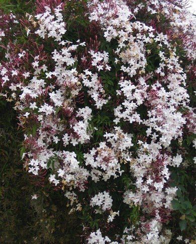 Flowering Climbers: 8 Cures for the Common Garden -   16 planting Interior vines ideas