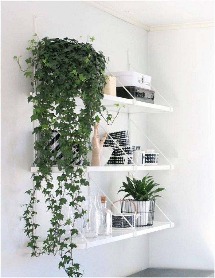 11 Best Indoor Vines And Climbers You Can Grow Easily In Your Home -   16 planting Interior vines ideas