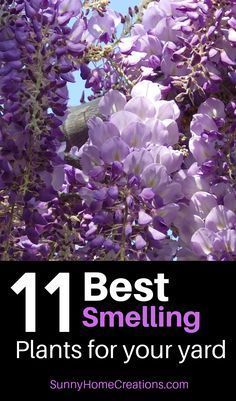 11 Best Smelling Plants for Your Yard -   16 plants Decoration front yards ideas