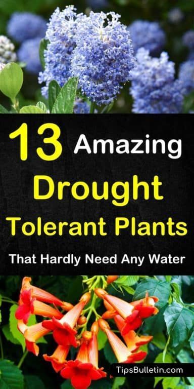 13 Amazing Drought Tolerant Plants That Hardly Need Any Water -   16 plants Decoration front yards ideas