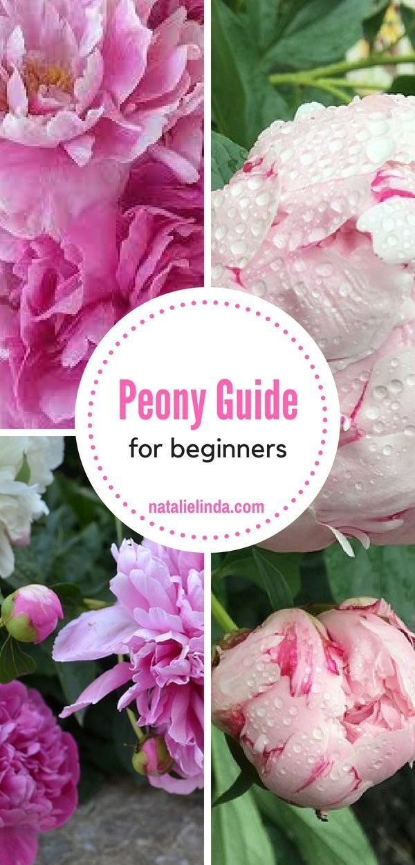 How to Plant and Care for Peonies -   16 plants Decoration front yards ideas