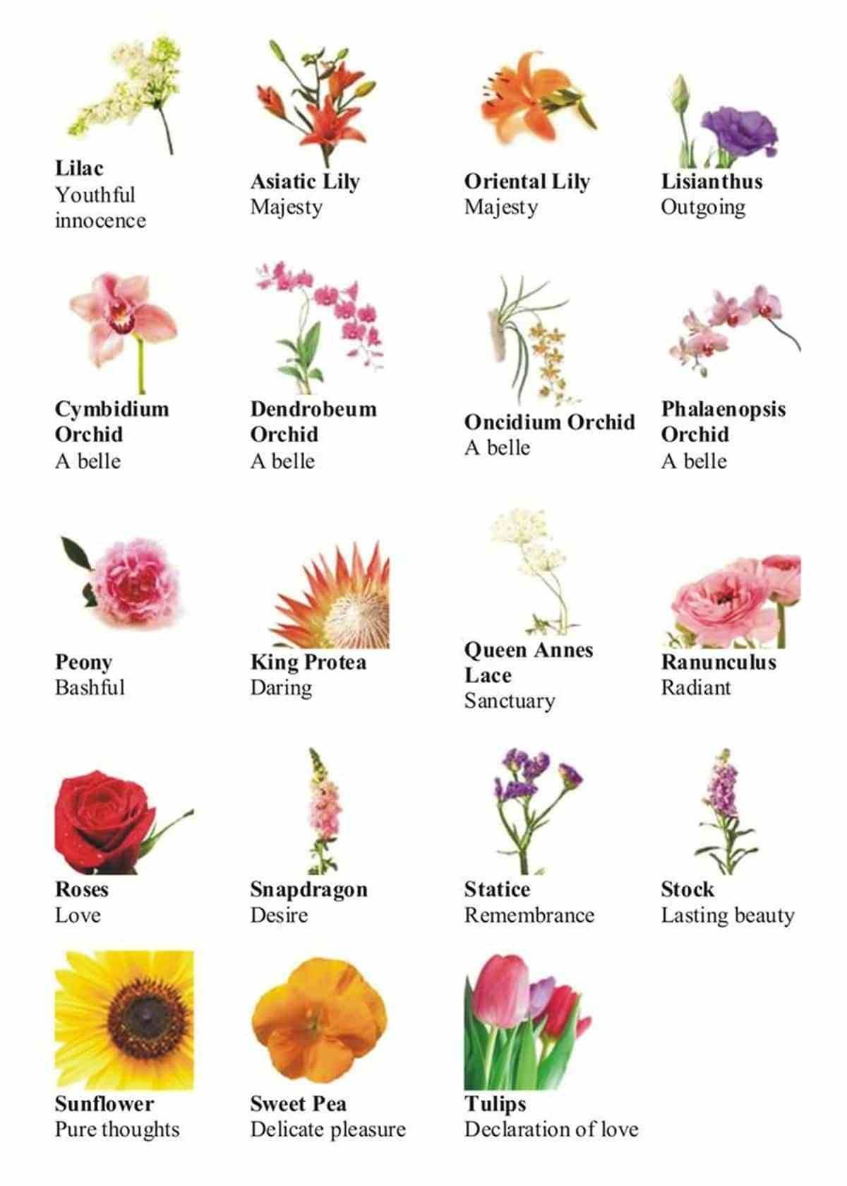 Learn English Vocabulary through Pictures: Flowers and Plants -   16 plants Flowers drawing ideas