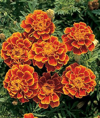 Marigold, Queen Sophia® -   16 plants Flowers drawing ideas