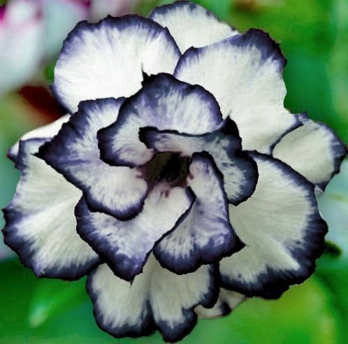 Details about 4 Rare Black White Desert Rose Seeds Adenium Obesum Flower Perennial Exotic -   16 plants Flowers drawing ideas