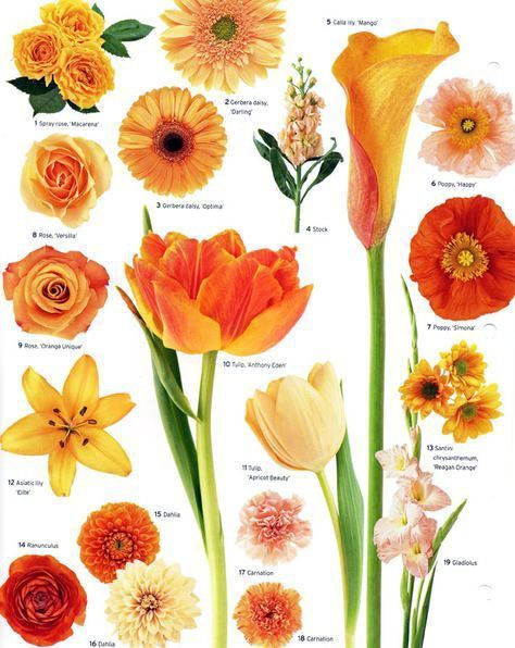 10 Kinds Of Flowers You Can Easily Offer Your Other Half On Her Birthday party -   16 plants Flowers drawing ideas